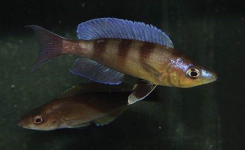 Cyprichromis sp. 'kibishi' Bilila (Kavala) Island
